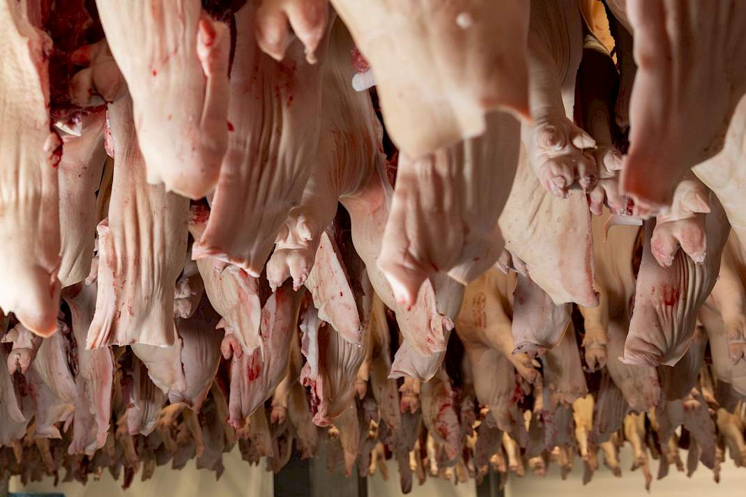 varkens aan slachtlijn