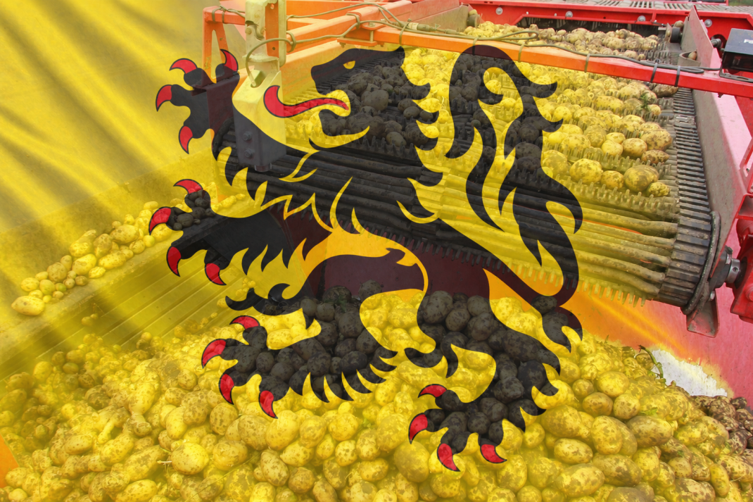 Aardappeloogst met Vlaamse leeuw op voorgrond