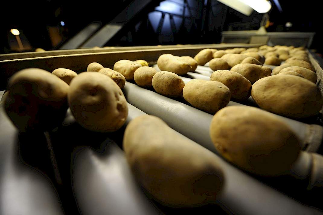 Aardappelen op de sorteerband
