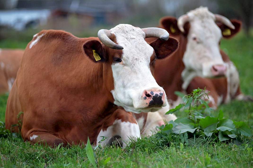 Veel weidegang zoals in de biologische melkveehouderij gebeurt, is positief volgens de WUR.